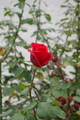 Rose rot 2