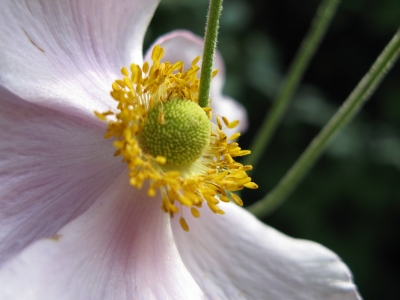 Letzte Blüte