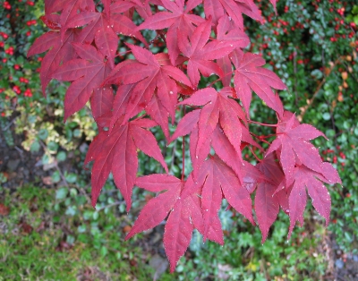 Blätter im Herbst 5