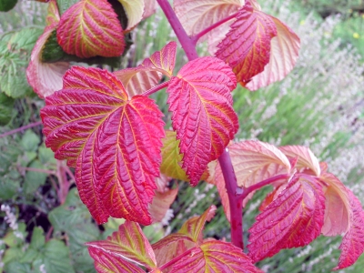 Blätter im Herbst 2