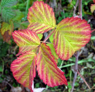 Blätter im Herbst 1