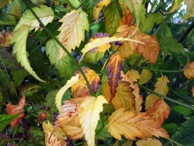 Blätter im Herbst 7