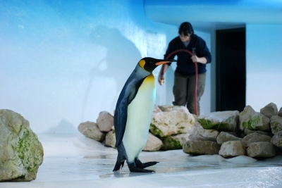Pinguin & Tierpflegerin