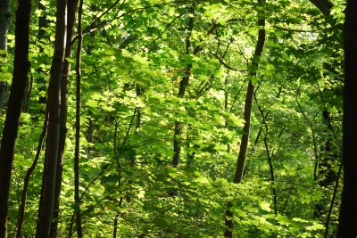 grüner Wald