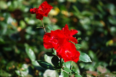 rote Rosen