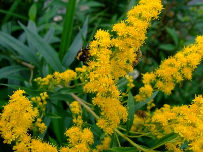 Gelbe Blume mit Biene
