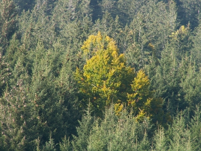 Der Herbst hält Einzug