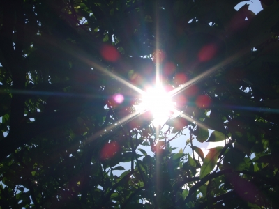 Sol y Naranjas