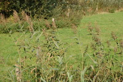 Gräser am Wegesrand