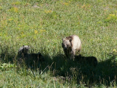 Grizzlymutter mit 3 von 4 Jungen (2)