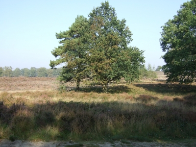 Nationalpark DE HAMERT MAASDUINEN 1