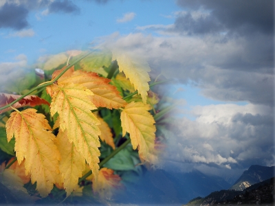 Herbst-Collage
