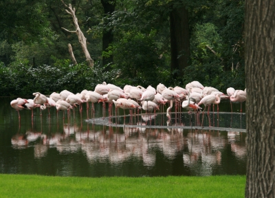 Flamingo-Gruppe