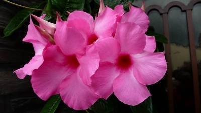 rosa Blüten