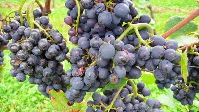 blauer Wein