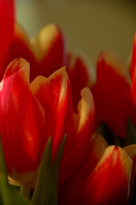 Tulpen