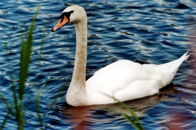 Schwan