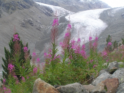 Morteratschgletscher