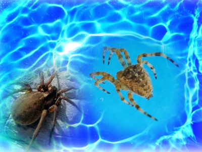 Spinnen im Wasser