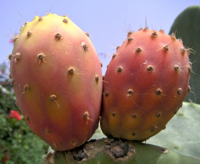 Feigenkaktus (Opuntia ficus-indica)