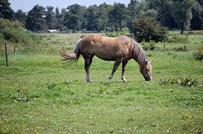 Pferdeschönheit