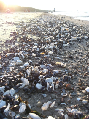 Muscheln_Ostsee