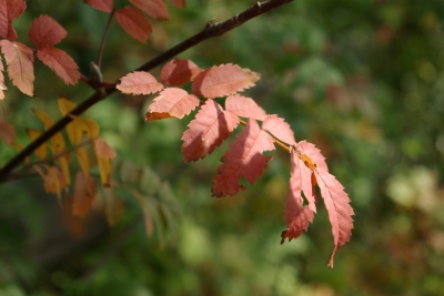 Herbstlaub