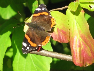 Schmetterling im Herbst