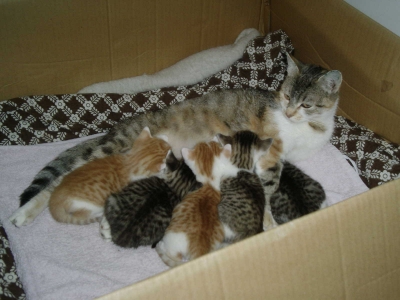 Katze Leonie mit 5 Jungen