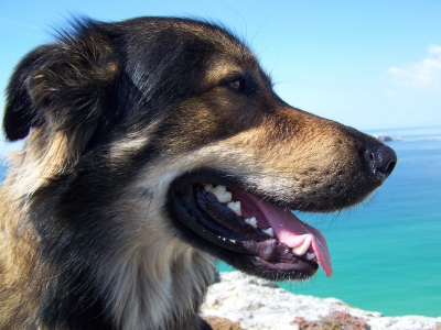 Der junge Hund und das Meer