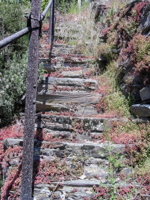 Treppe im Weinberg