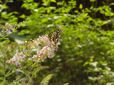 Schmetterling