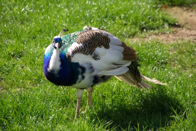 Pfau