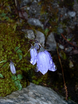 Glöckchen nach dem Regen 2