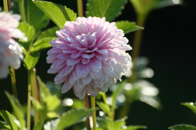 Taufrische Blüte