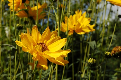 Gelbe Blumen 1