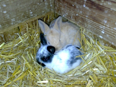 2 Kaninchenbabys