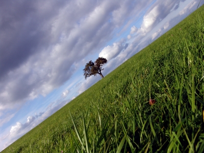 Wiese mit Baum