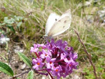 schmetterling-1