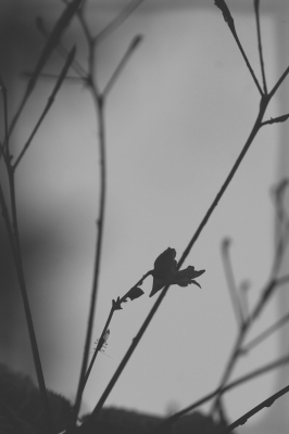 Käfer und Blüte