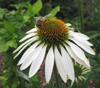 Sonnenhut mit Hummel