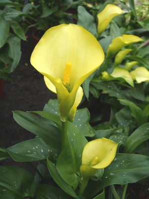 gelbe Calla