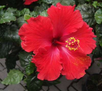 Hibiskus, rot