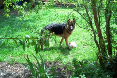 Schäferhund im Garten