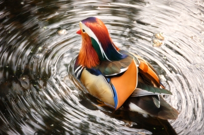 Wasservogel