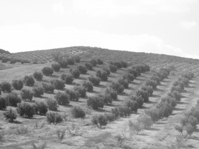 Olivenplantagen in Spanien