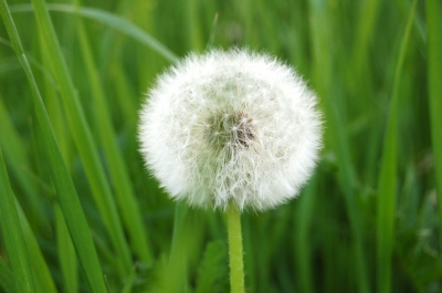 Pusteblume