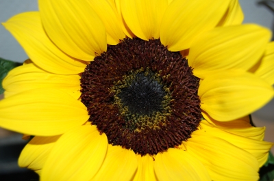 Sonnenblume