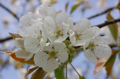 Kirschbaumblüte