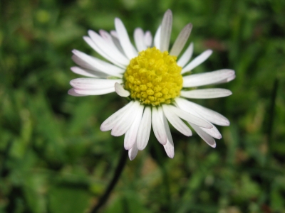 gänseblümchen